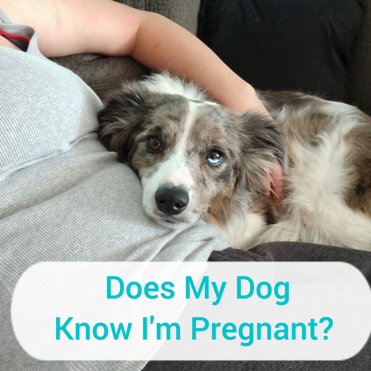 How Can Dogs Sense When You Are Pregnant? What Are Other Behavioral Signs?  - PetHelpful
