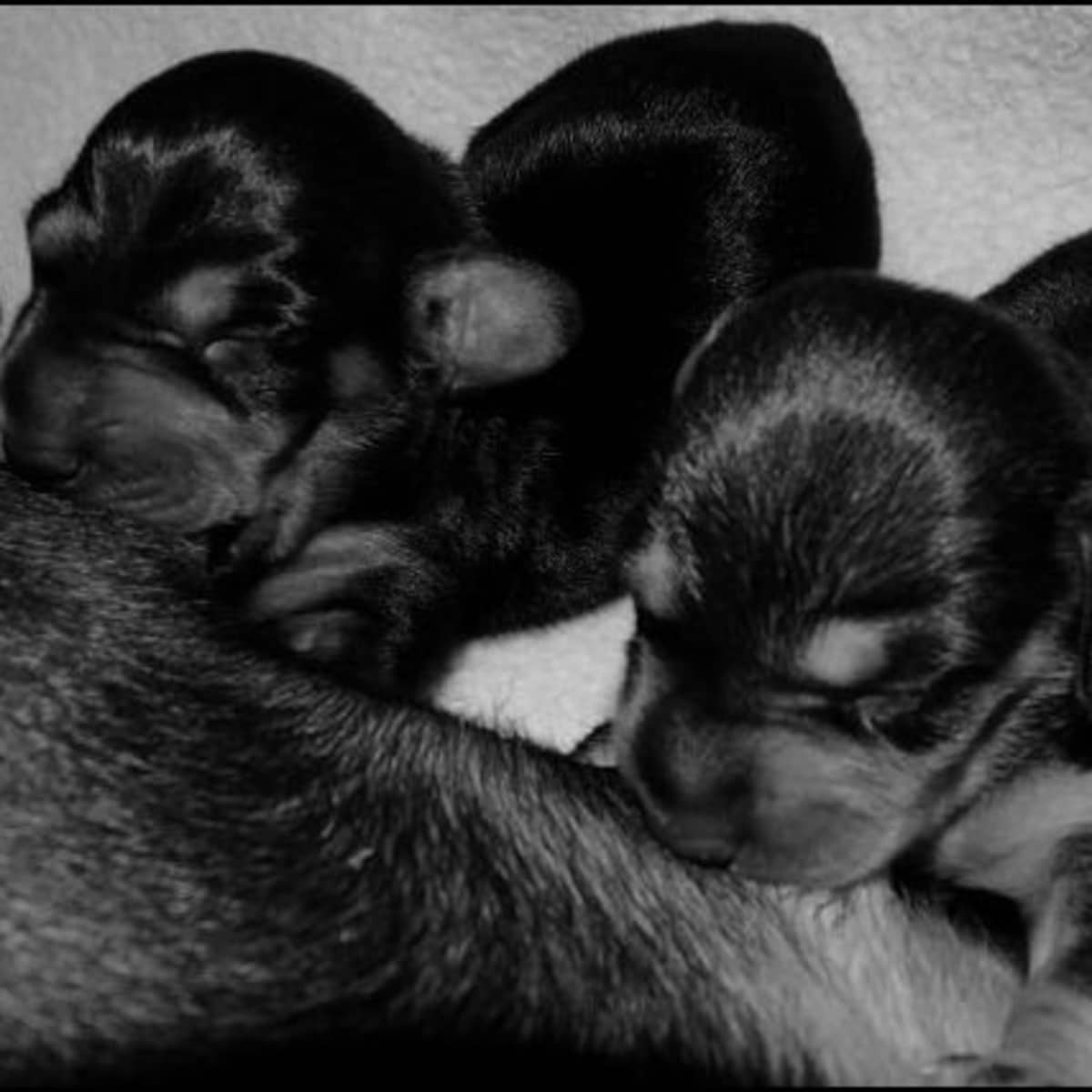 What Causes Puppies To Die After Birth