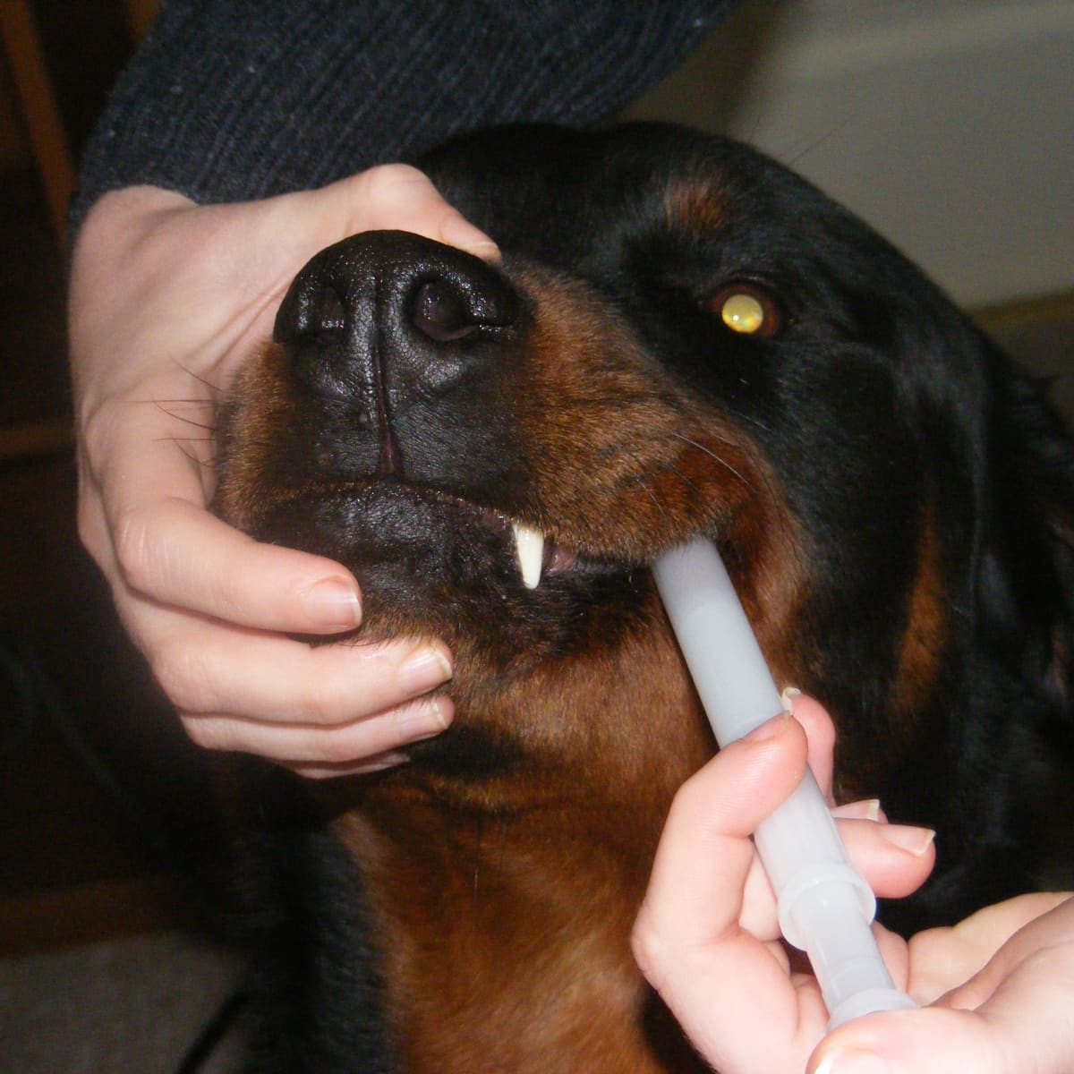 Как поить из шприца. Как дать собаке лекарство. Введение препаратов животным. Введение лекарства через рот животному. Таблетки для собак.