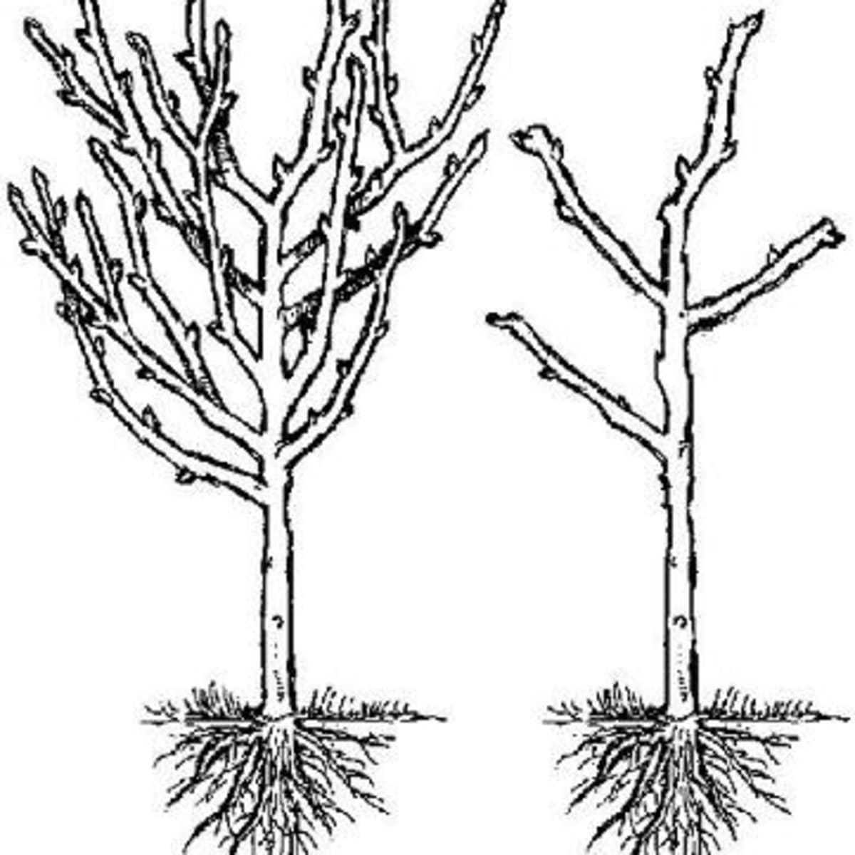 Featured image of post Fruit Bearing Trees Drawing Easy / Easy, step by step palm tree drawing tutorial.