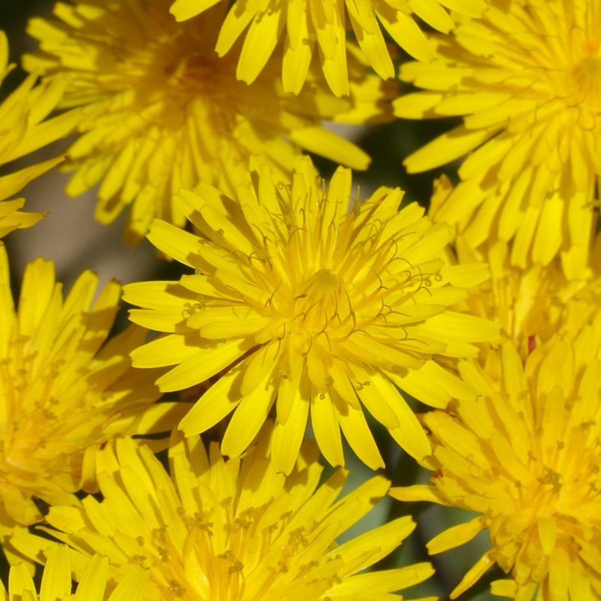 Danilion Xxxii Video - Lessons in Magical Herbalism: Dandelion - Exemplore