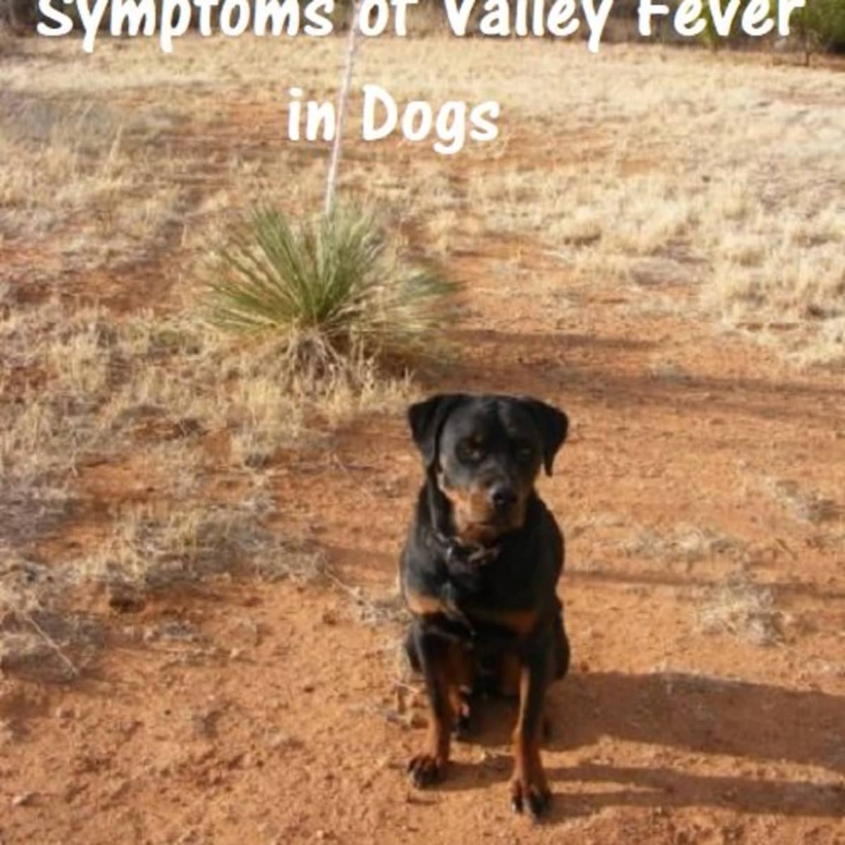 can valley fever come back in dogs