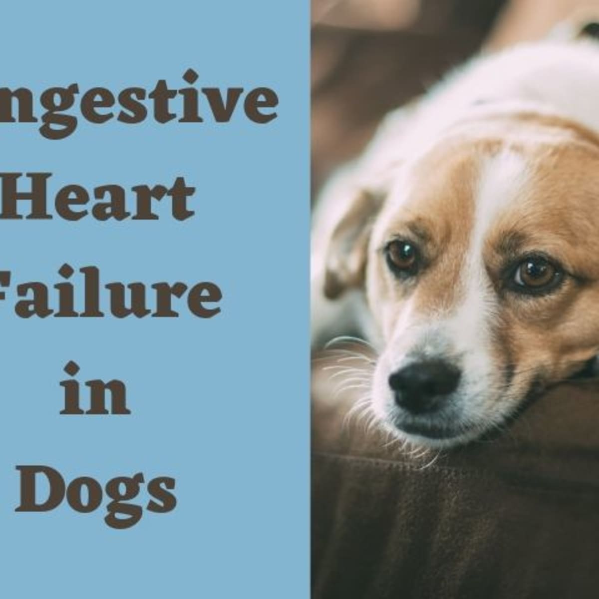 Symptoms And Treatment Of Congestive Heart Failure In Dogs Pethelpful