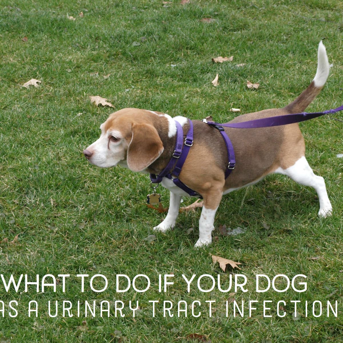 Home Remedies for Dogs With Urinary Tract Infections - PetHelpful