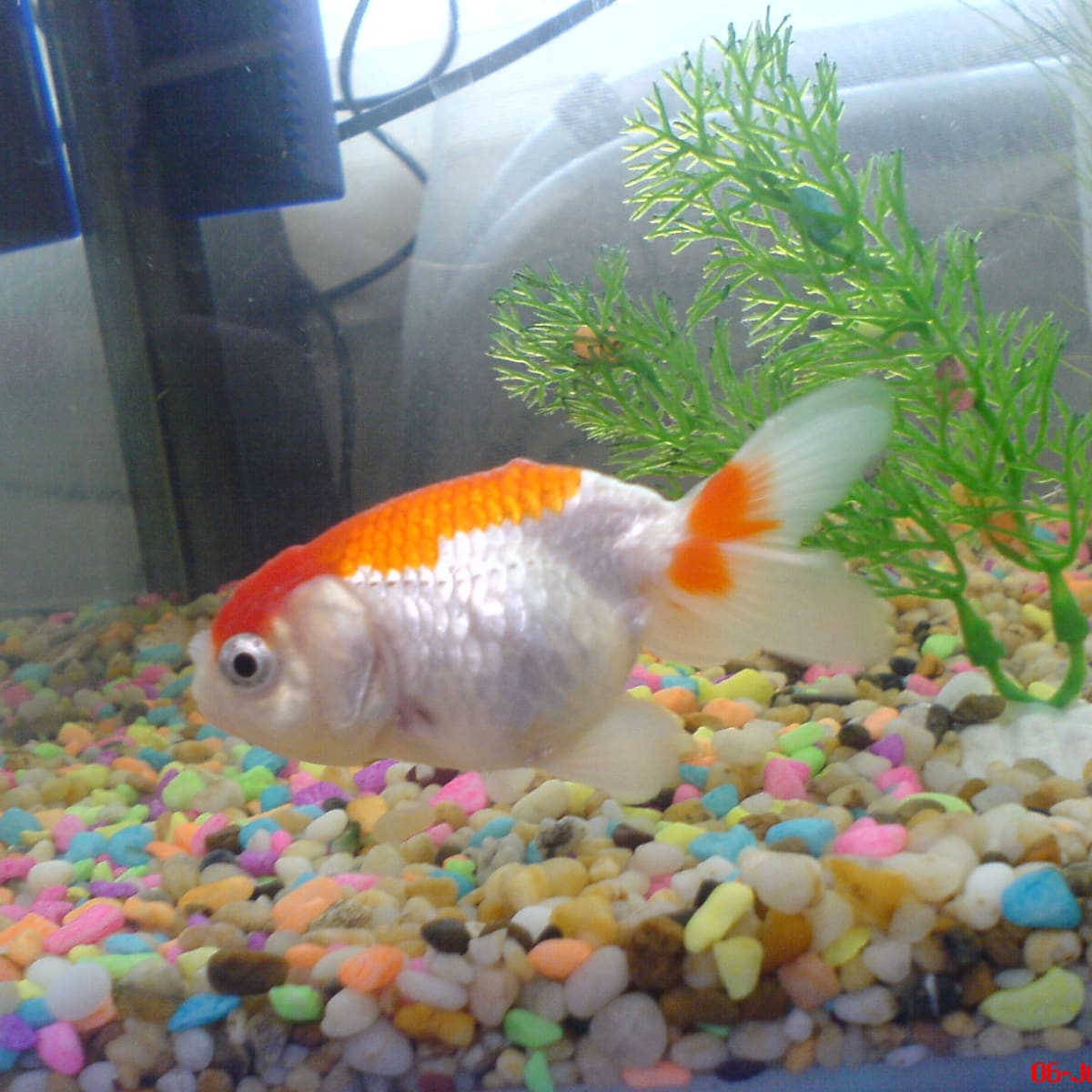 Ranchu Goldfish: Raising the Amazing Fancy Goldfish - PetHelpful
