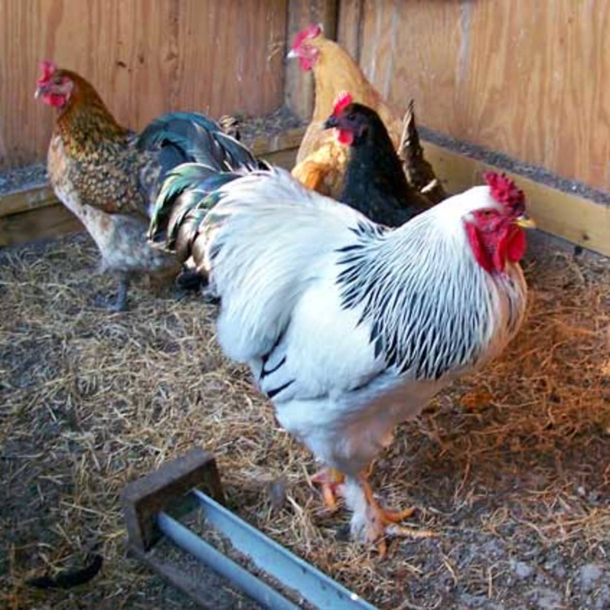 Brahma Chickens: What To Know Before You Buy!