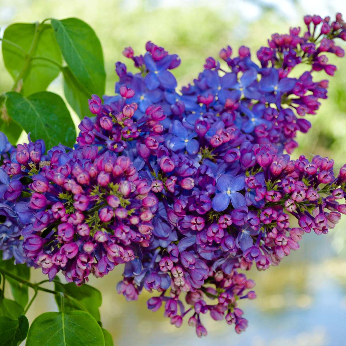How To Grow And Prune Lilac Bushes Dengarden Home And Garden