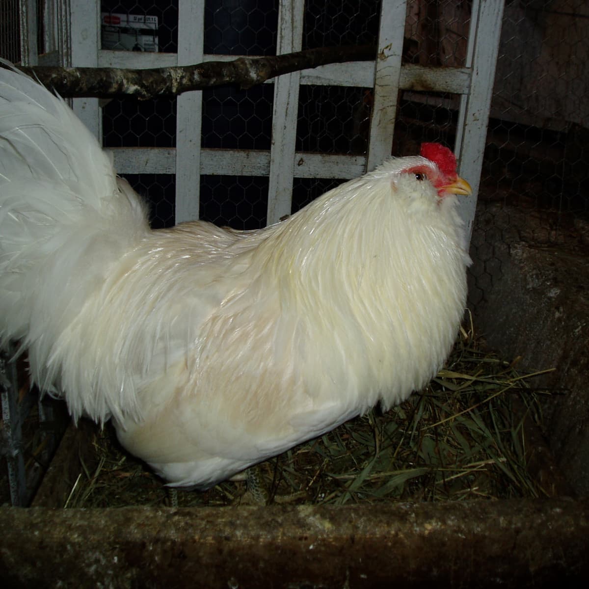 Ameraucana Chickens and Easter Egg Chickens - PetHelpful