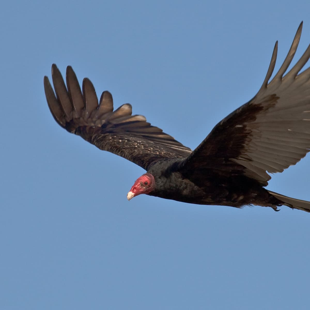 turkey vulture size