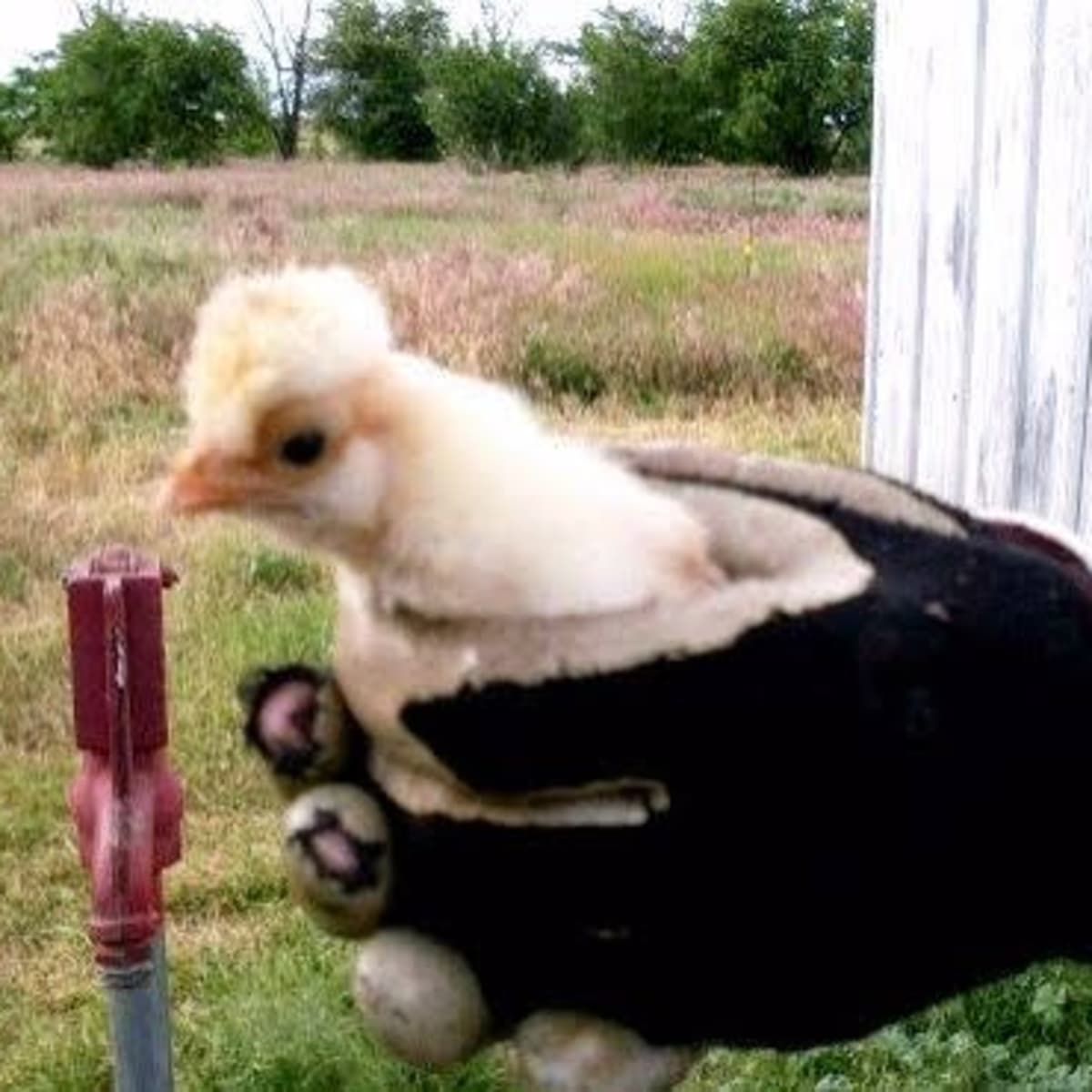 Photo Essay of Chicken Growth: From Hatching to Adulthood - PetHelpful