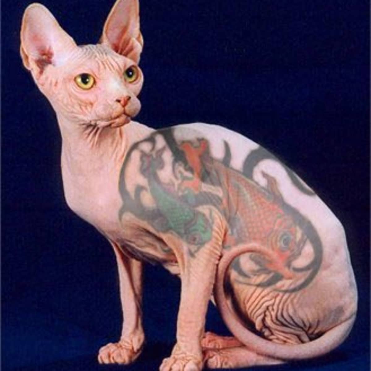 Tattooing Sphynx (Hairless) Cats Is Cruel - PetHelpful