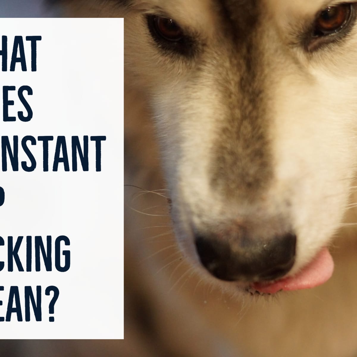 Why does my dog keep licking me?