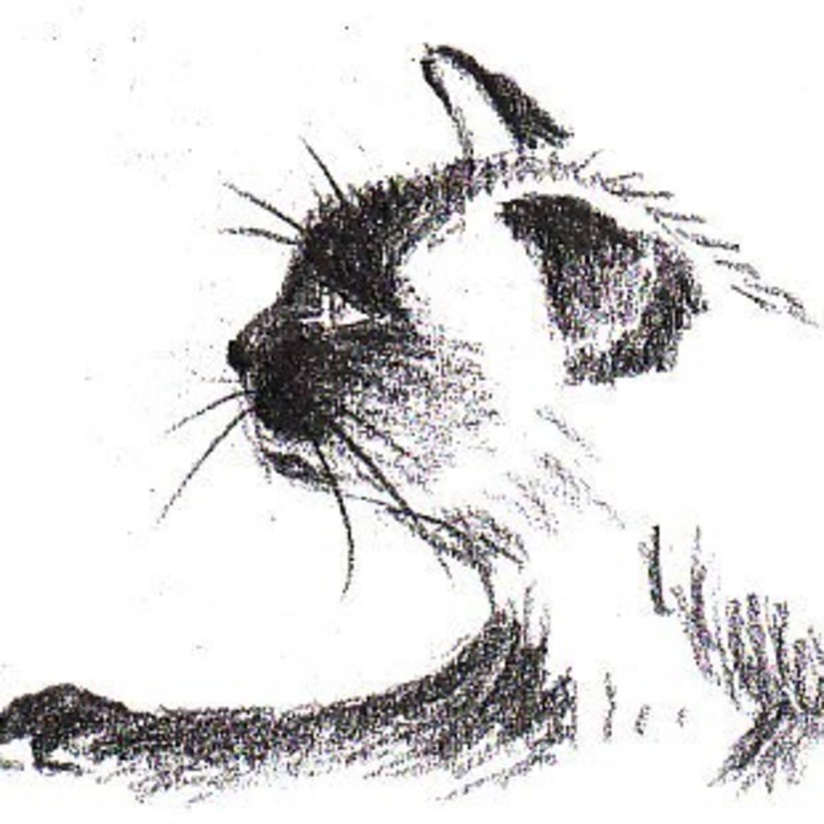 Cat sketch black and white on Craiyon