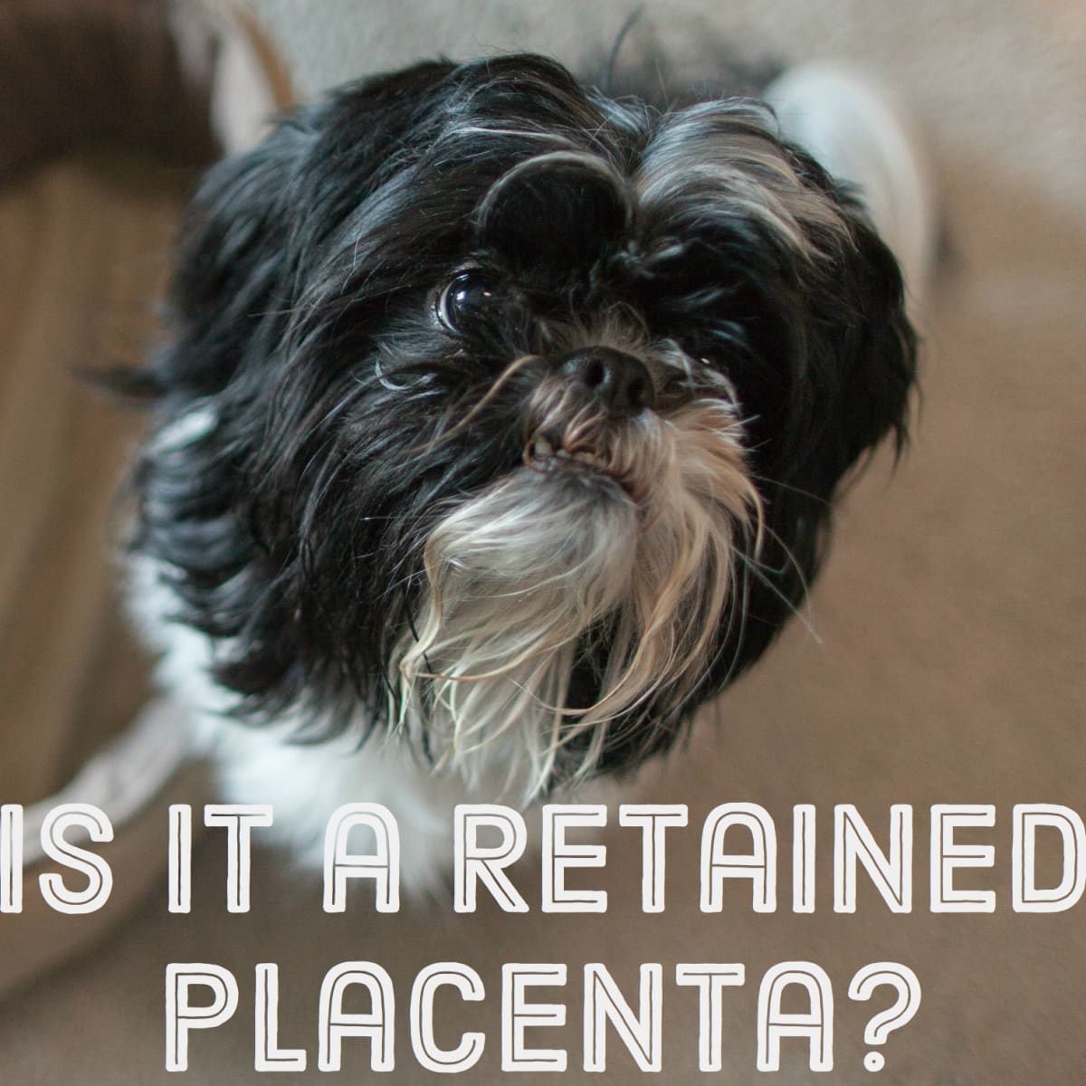 does a dog deliver a placenta
