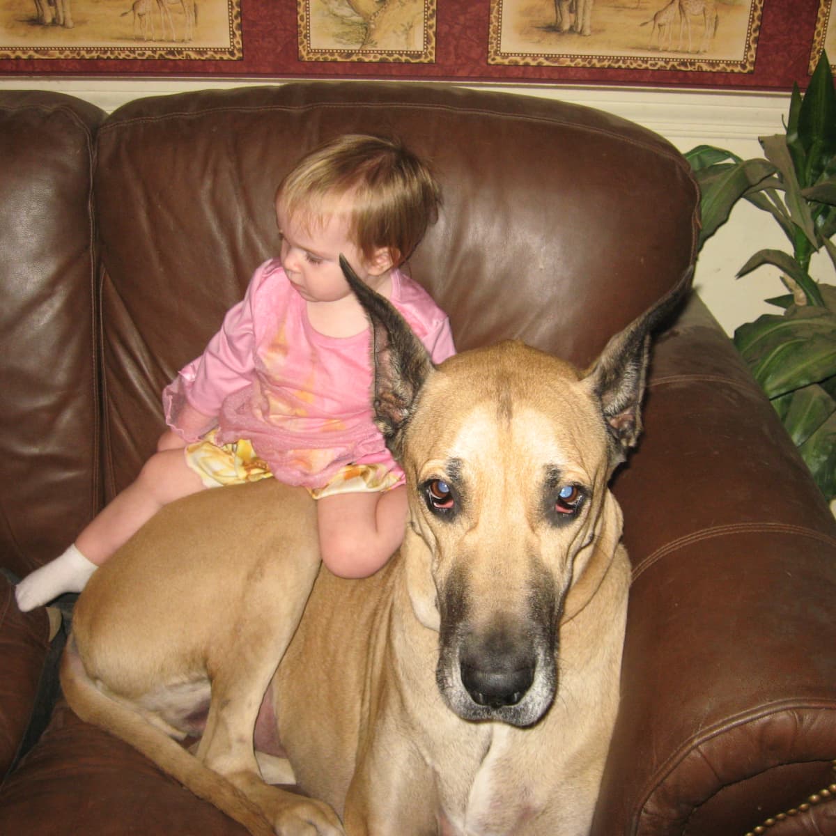 are great danes good with kids