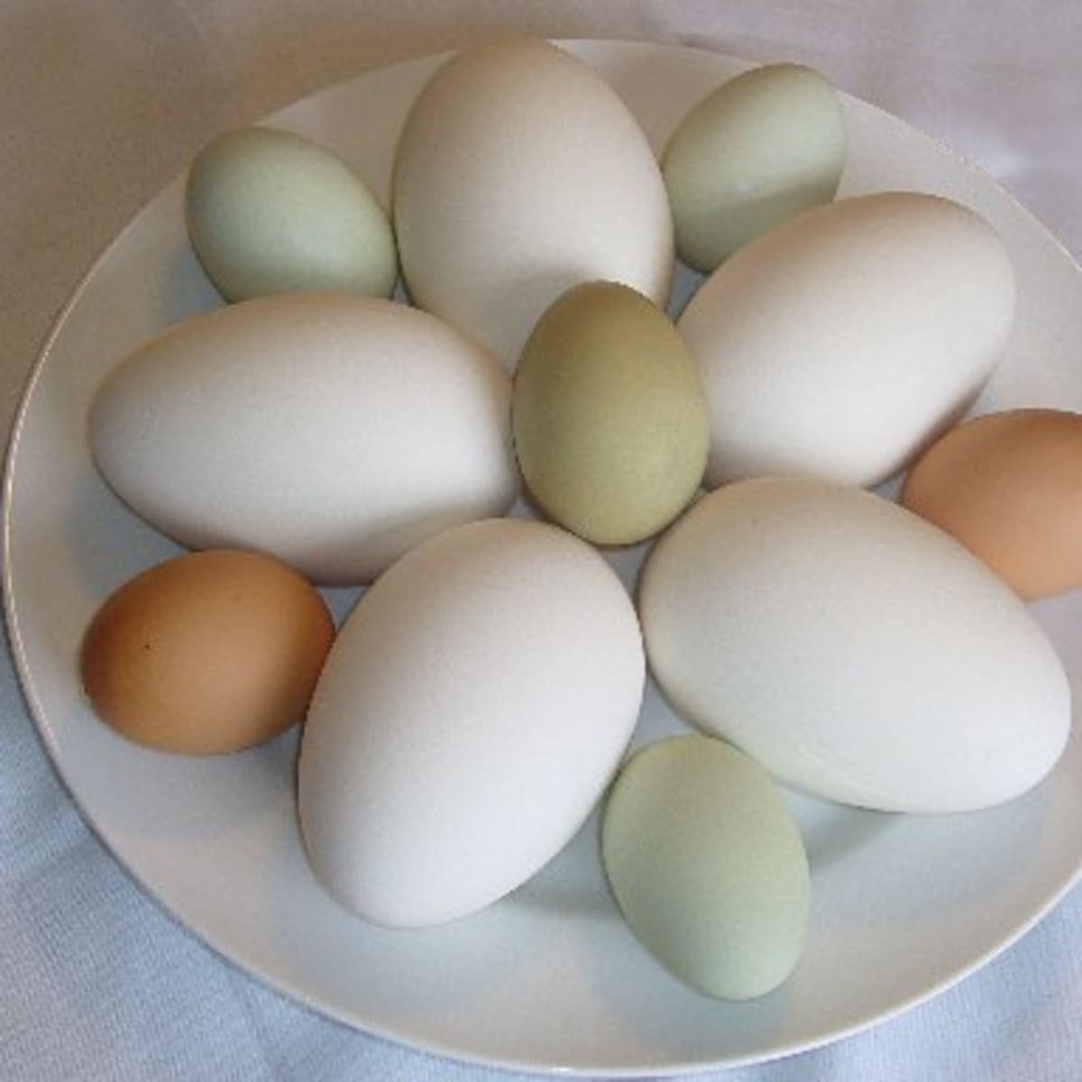 Storing and Preserving Chicken Eggs