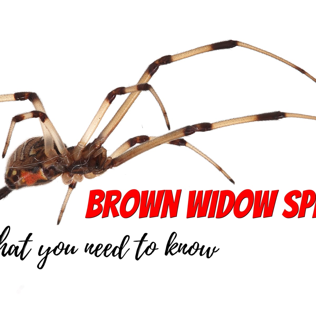 What You Need to Know About the Brown Widow Spider - Dengarden