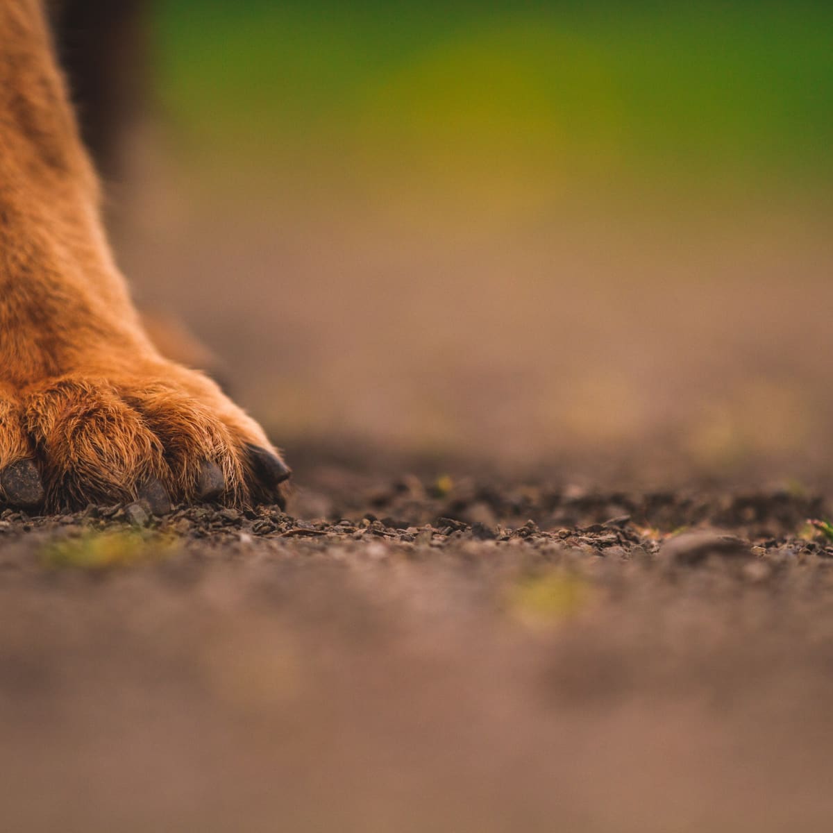 Why Do Dogs Have Dew Claws On Back Feet