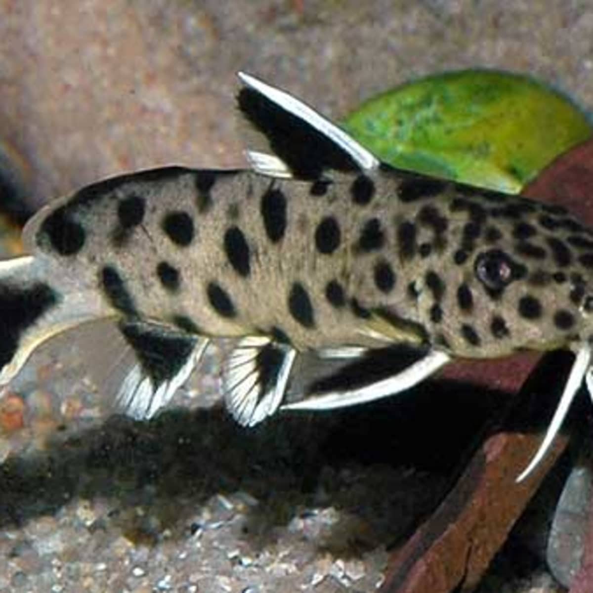 How to Care for Synodontis Aquarium Catfish - PetHelpful