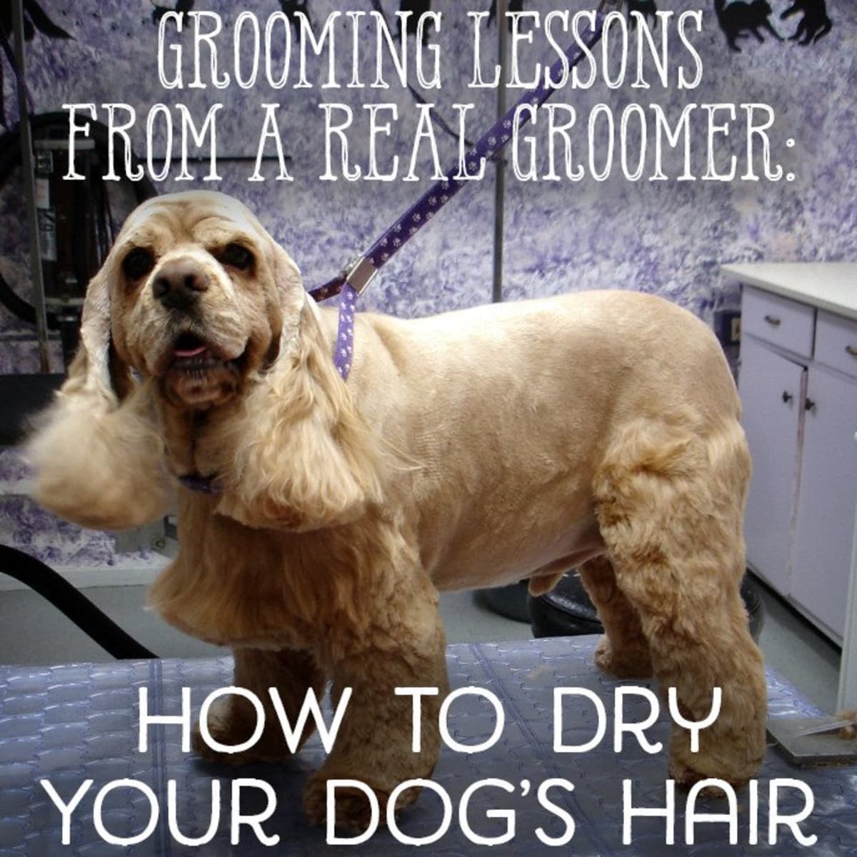 How to Dry Dog After Bath Without Dryer 