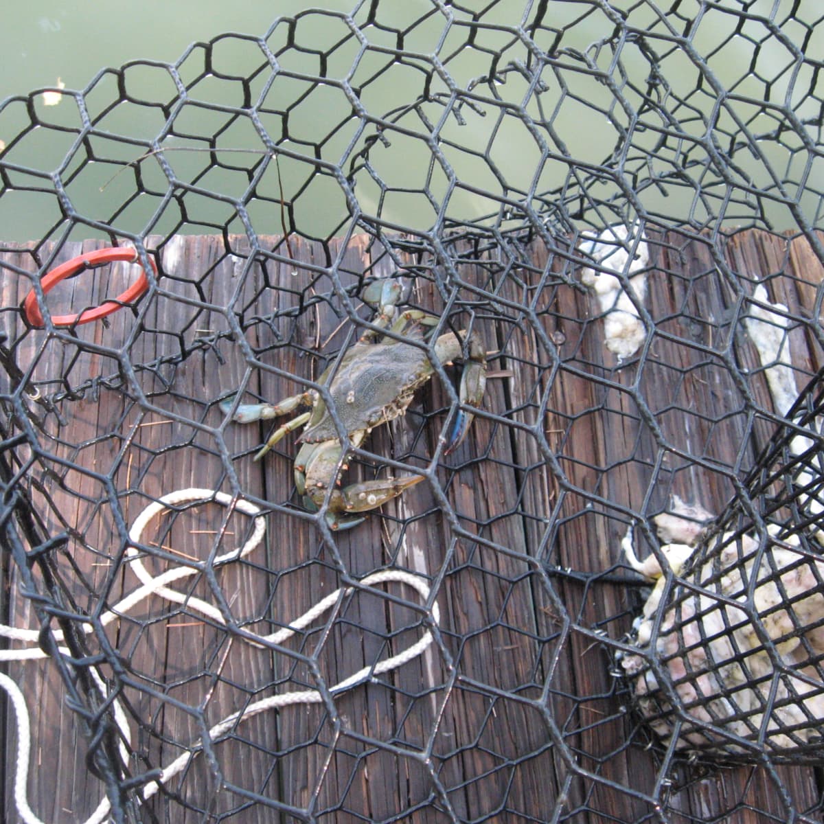 How to Kill, Clean, and Cook Blue Crabs (With Videos) - Delishably