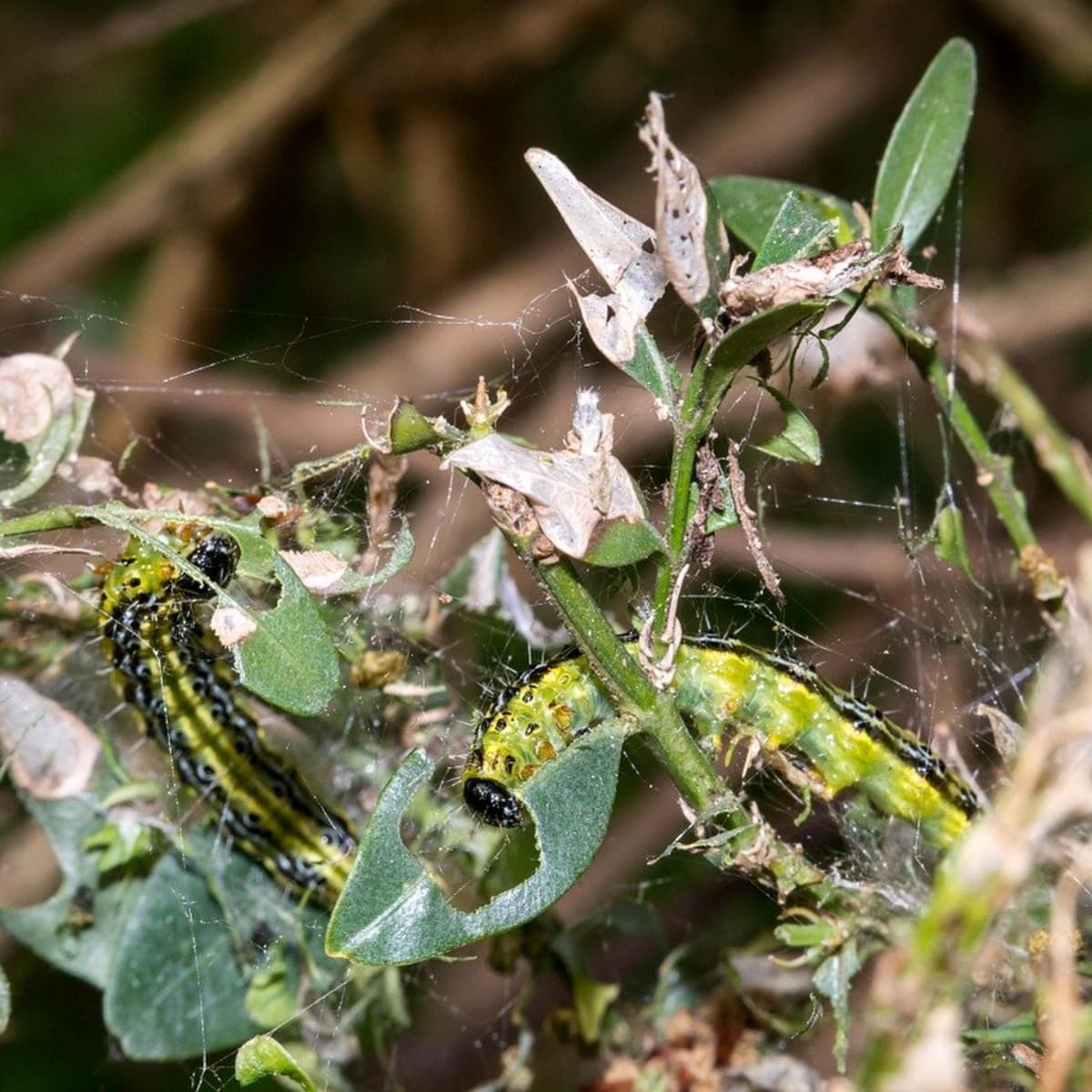 Something eating leaves in garden