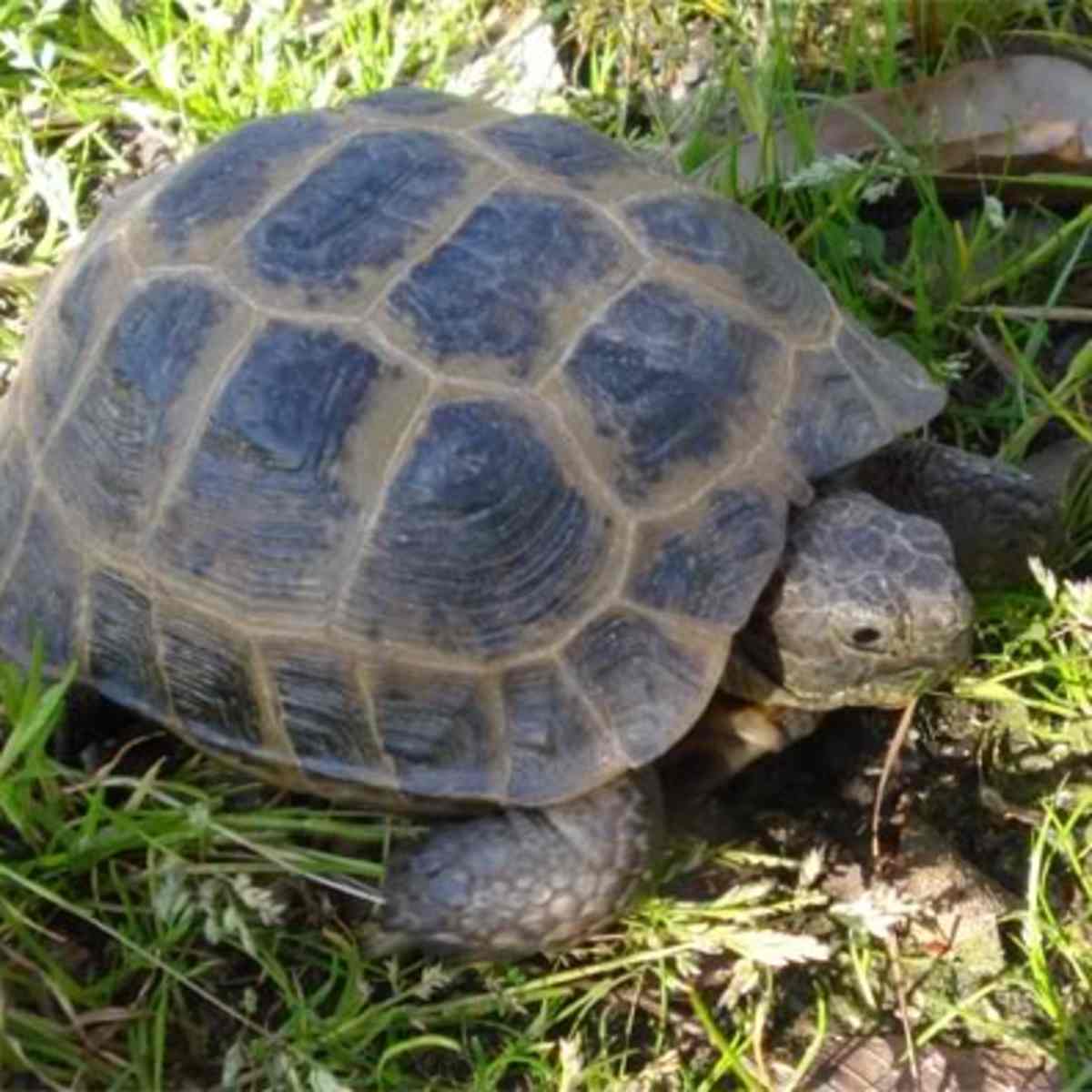 Common Health Problems With Russian Tortoises Pethelpful