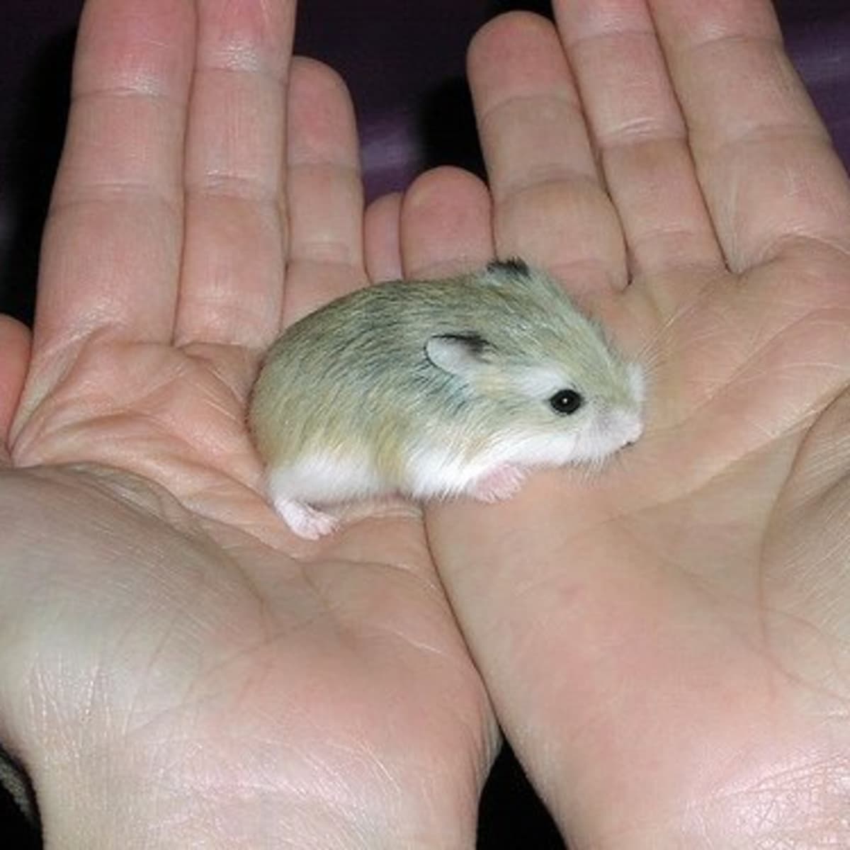 cute baby dwarf hamsters
