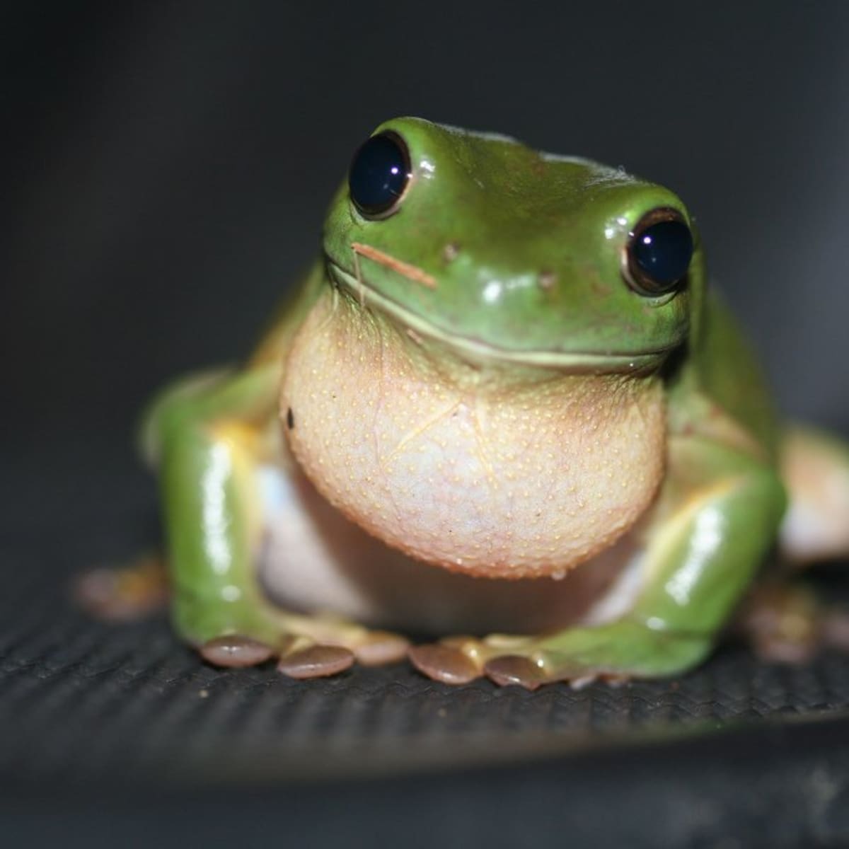 pet frogs species