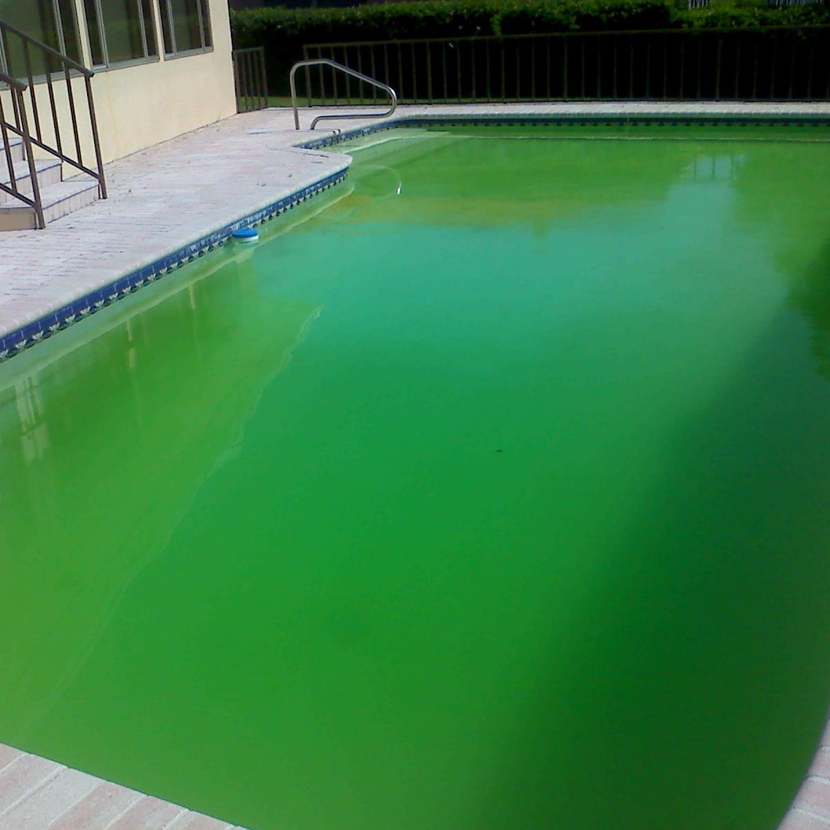 How to Keep Algae Out of Your Pool - Dengarden