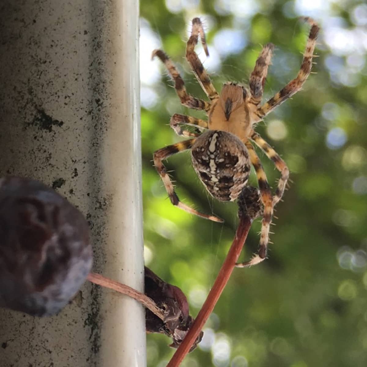 how-many-eggs-do-spiders-lay-at-once-how-many-eggs-do-spiders-lay