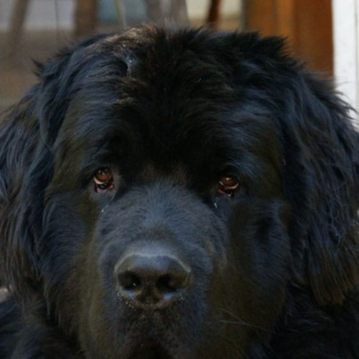 where do newfoundland dogs come from