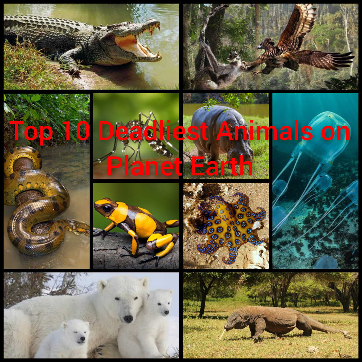 Top 10 Deadliest Animals on Planet Earth With Fun Facts - Owlcation