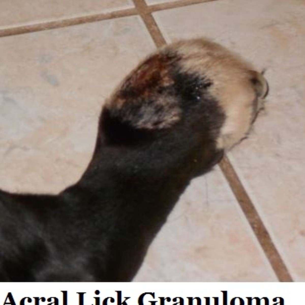 how to treat lick granulomas in dogs