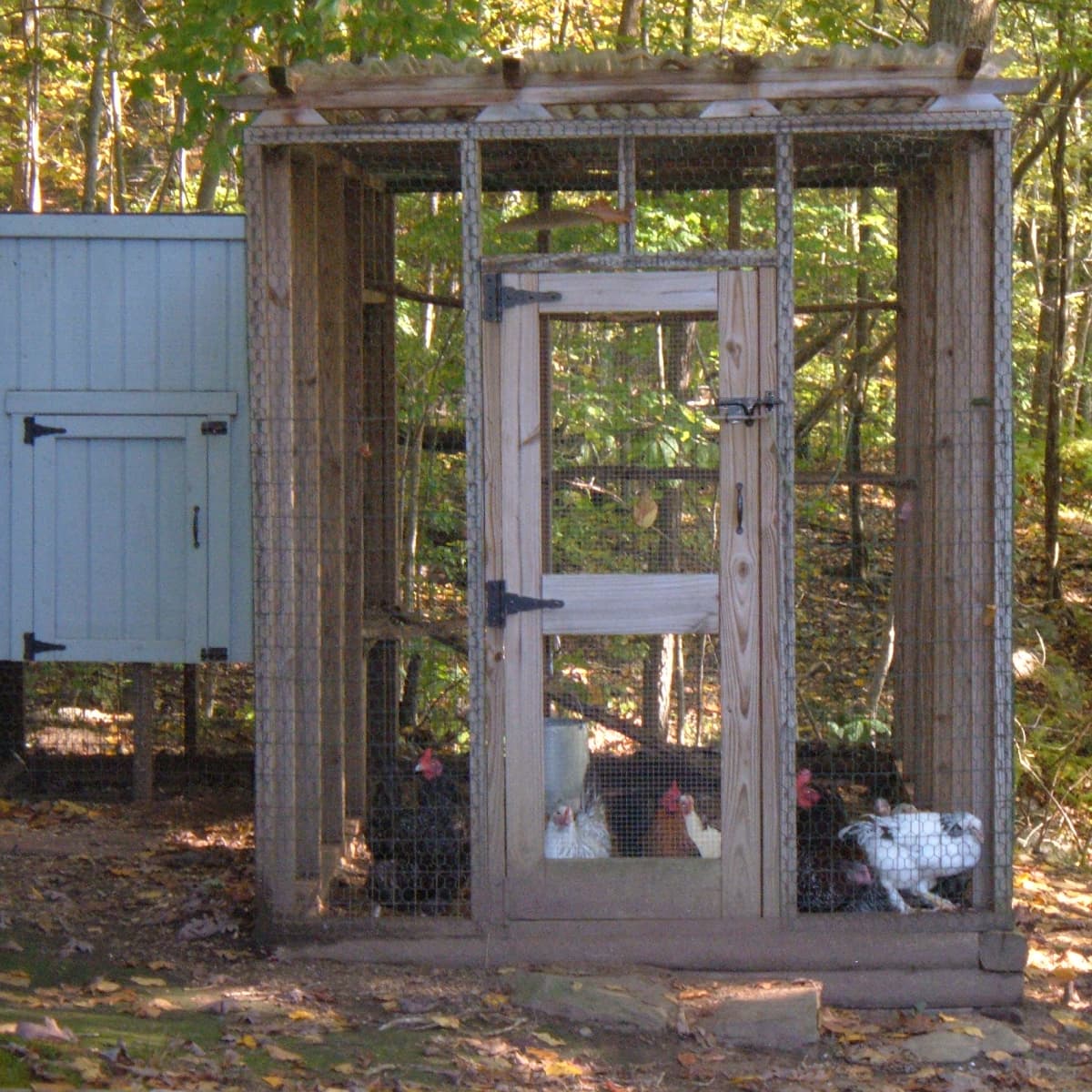 Rodent Control in and Around Backyard Chicken Coops - Pests in the Urban  Landscape - ANR Blogs