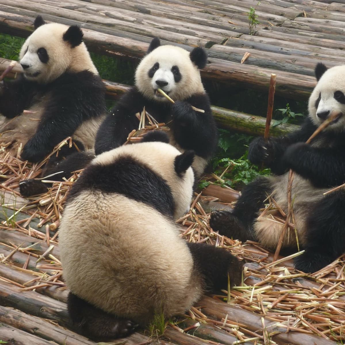 Giant Pandas In Chinese Wildlife, Within The Whole World - HubPages