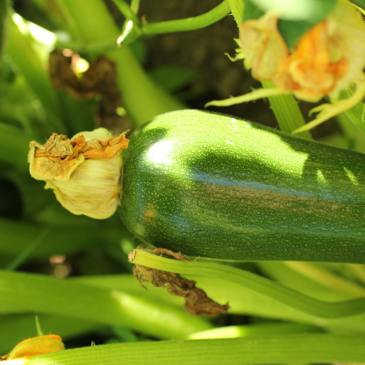 how do i know when to pick my zucchini