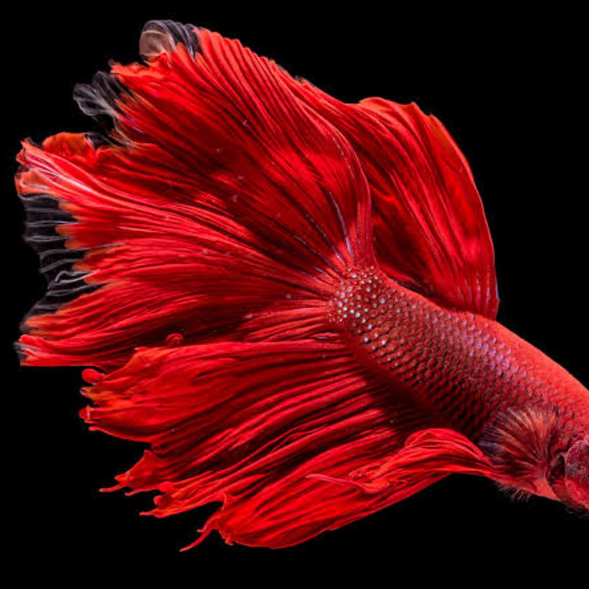 How to Choose Fish for a Freshwater Tank - HubPages