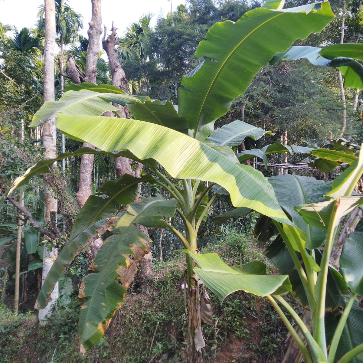 Plantain Leaves for Steam Cooking and Natural Taste - HubPages