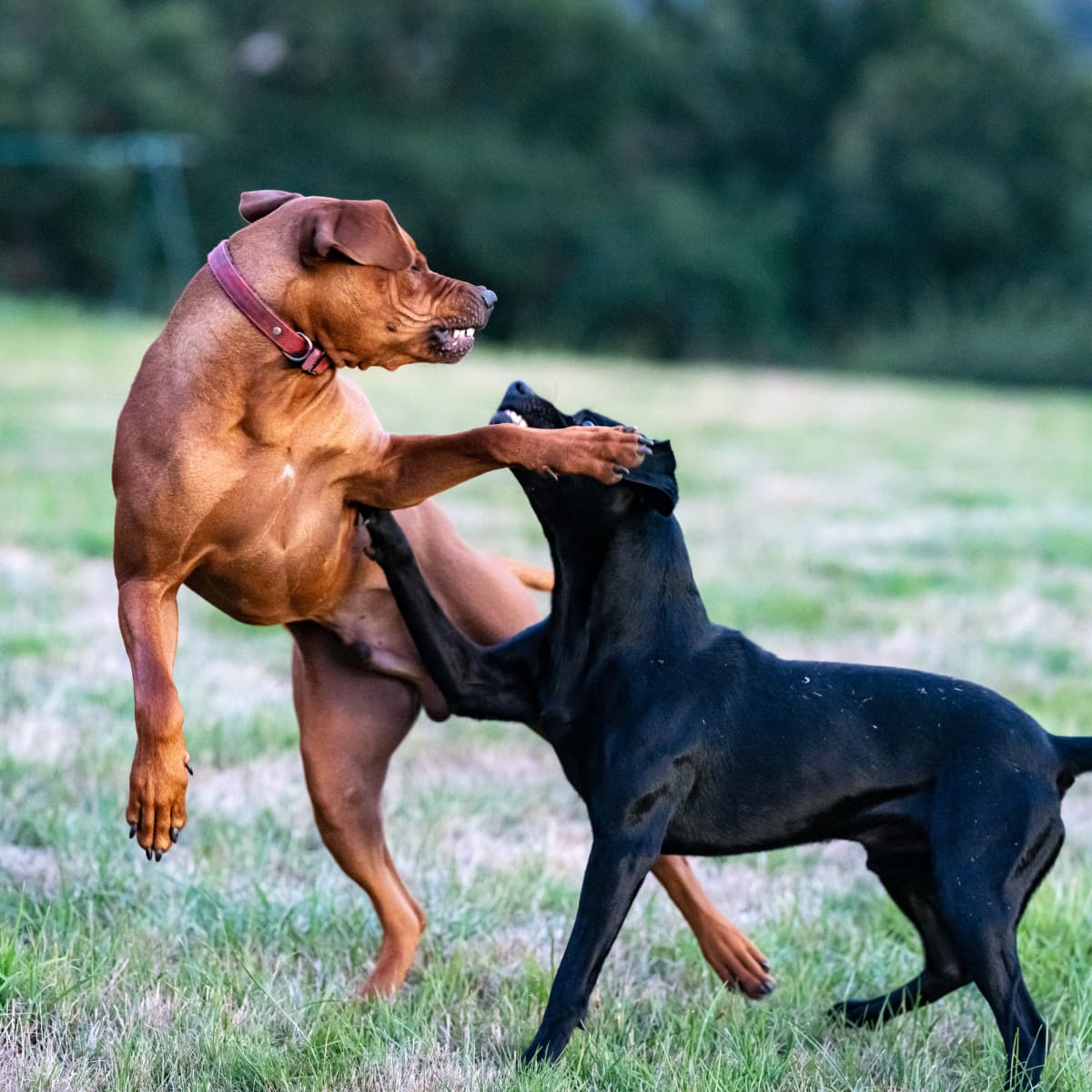 Why Is My Dog Aggressive To Other Dogs? - Pethelpful