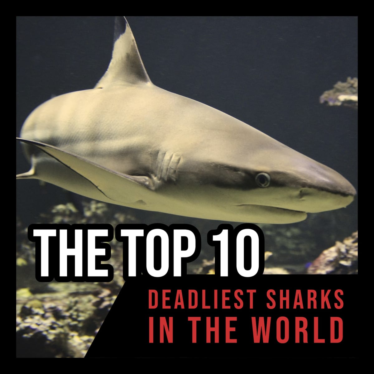 The Top 10 Deadliest Sharks in the World - Owlcation