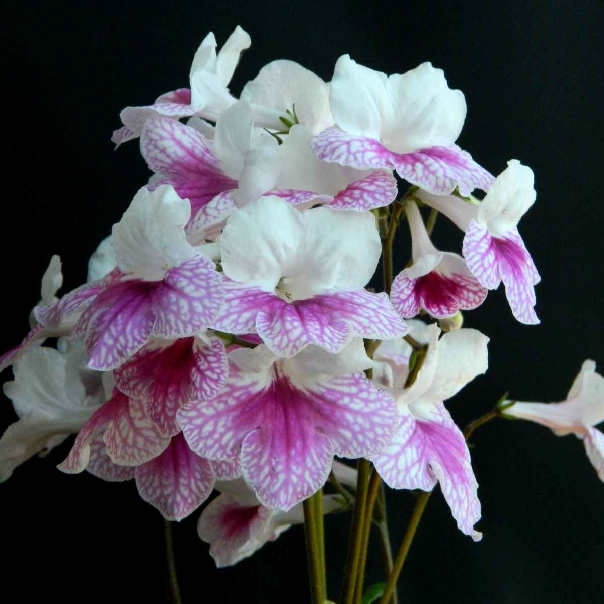 Best Plants For East Facing Windows Dengarden