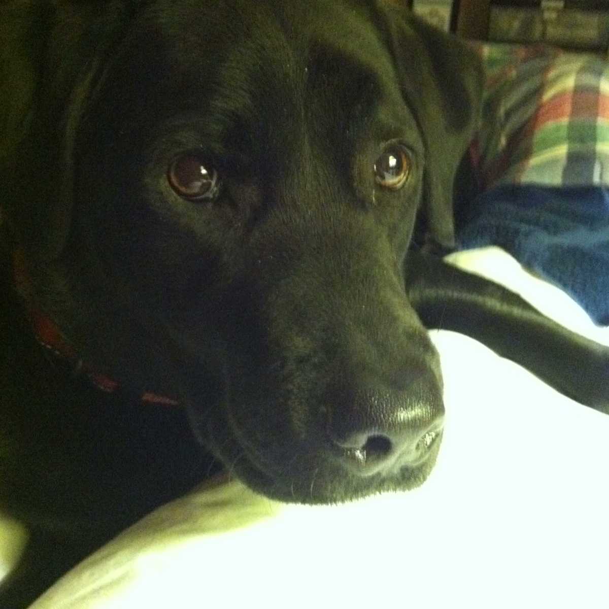 dog potty training services