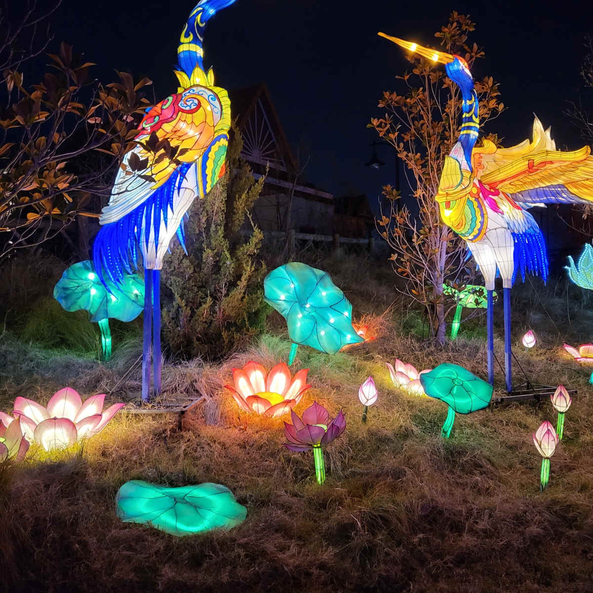 Okc Zoo Christmas Lights Shelly Lighting