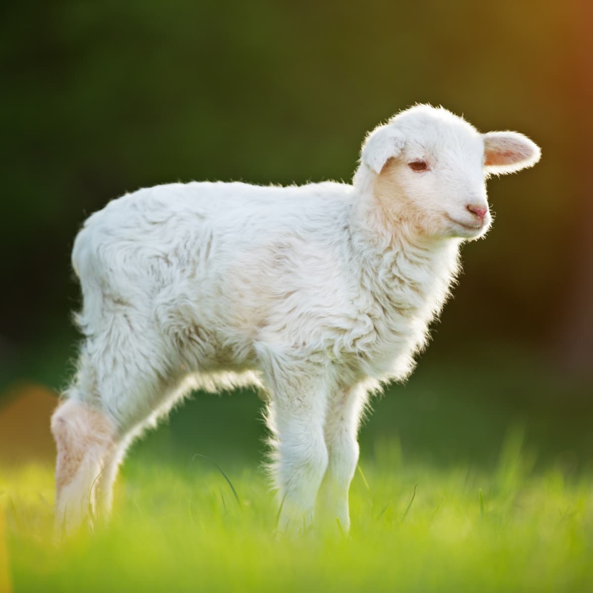 Jesus: Our Passover Lamb- Exodus 12 - Hubpages