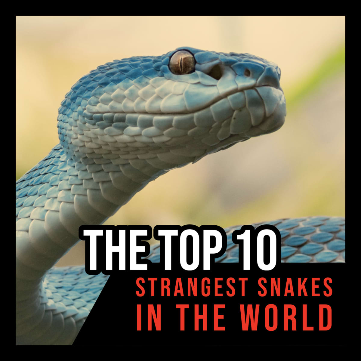 The Top 10 Strangest Snakes in the World - Owlcation