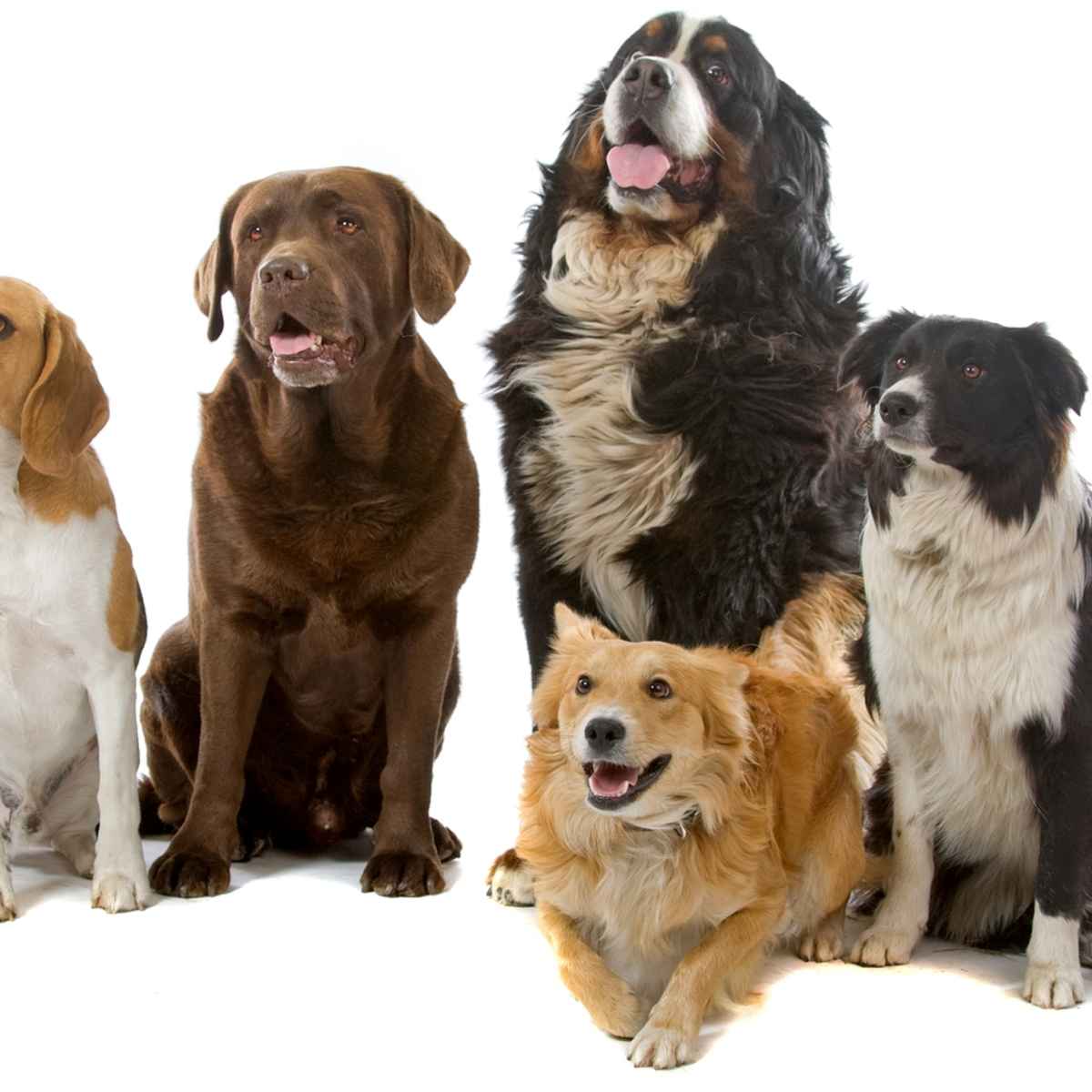 Do Mastiffs Do Well In Cold Weather