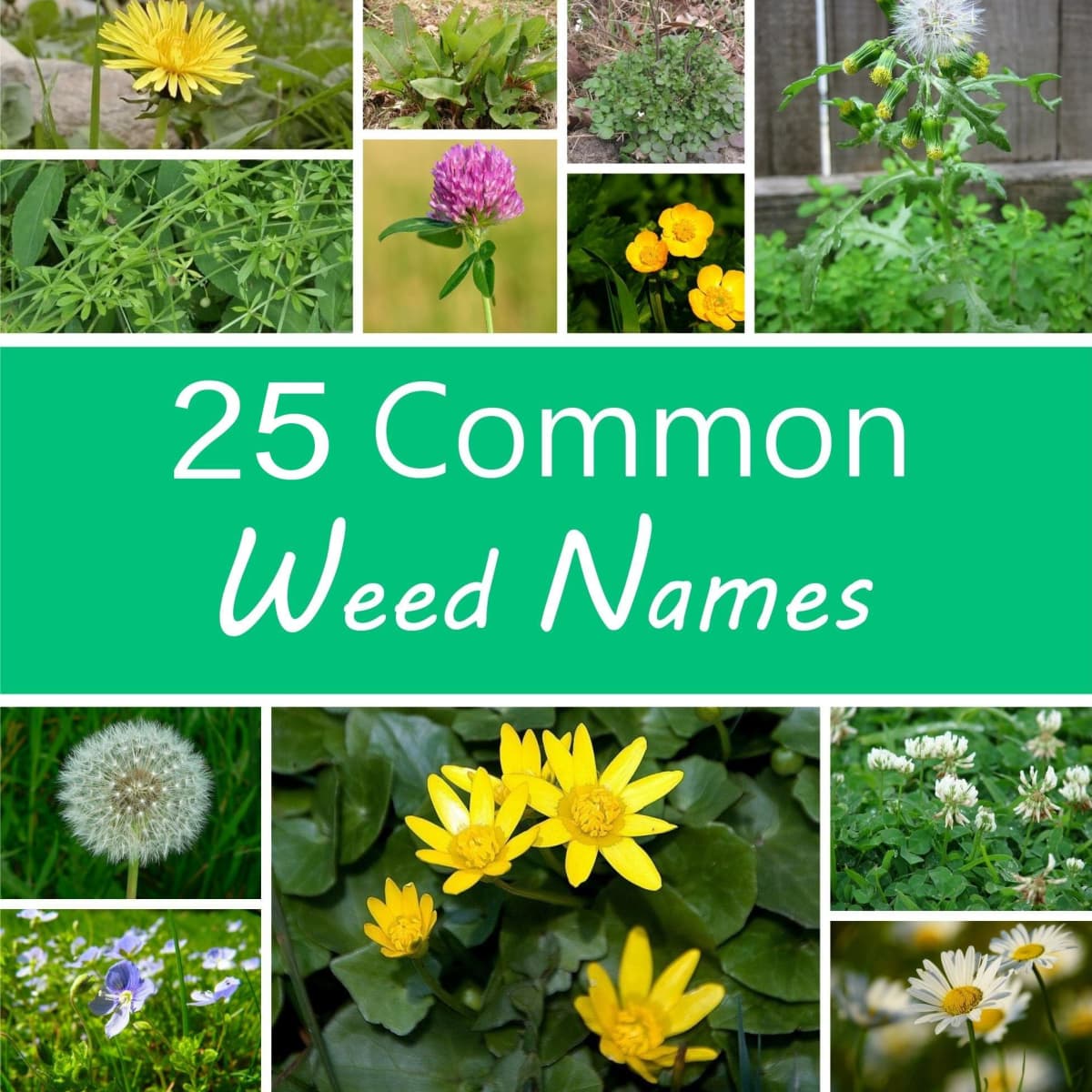 A Guide to Names of Weeds With Pictures   Dengarden