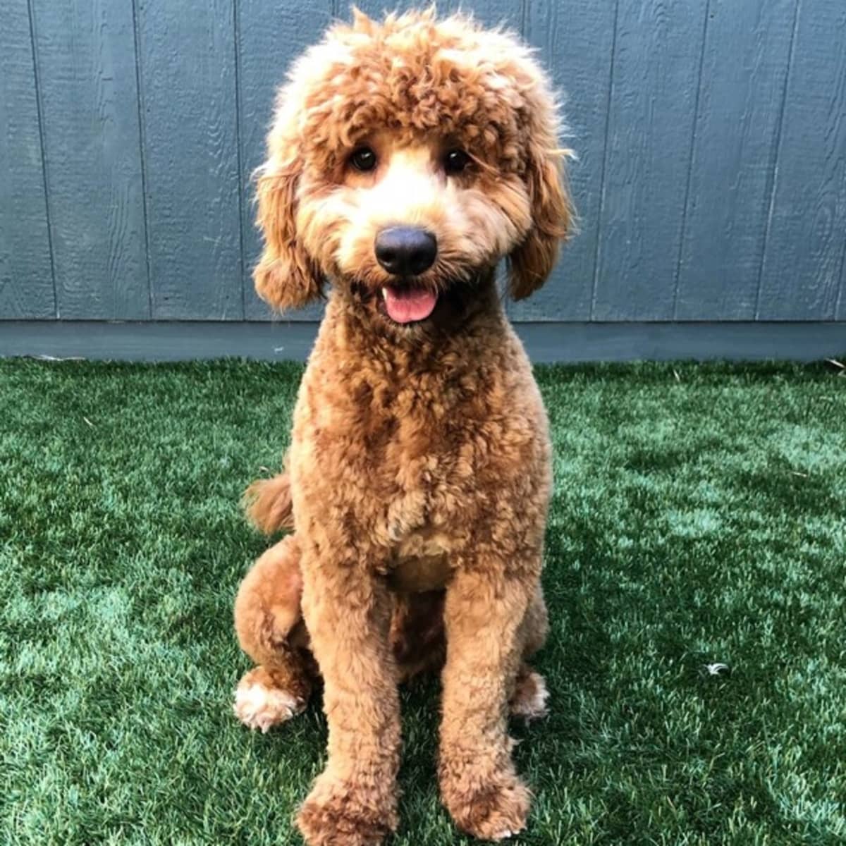 what breeds of dogs are mixed with poodles