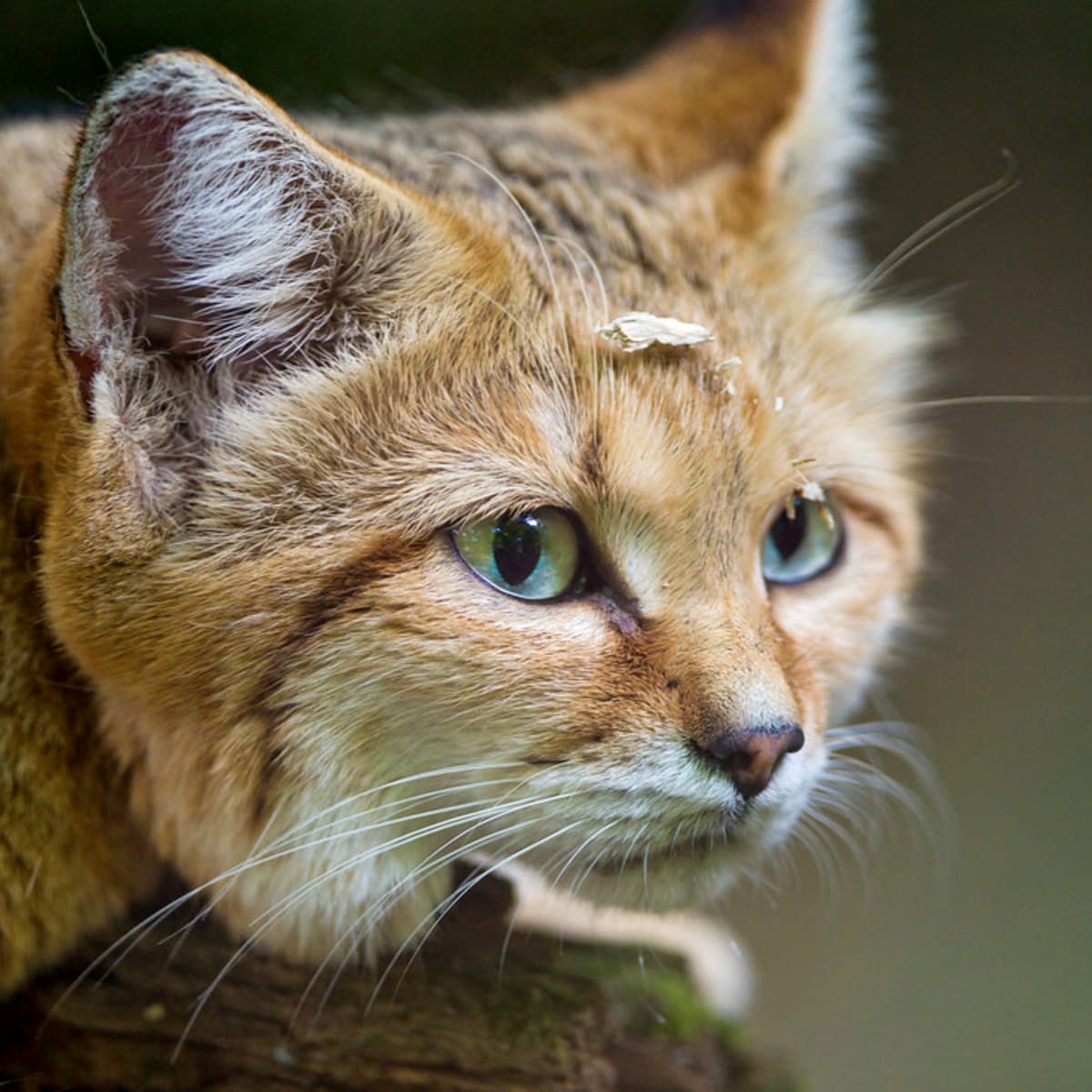 10 Small Exotic Cats That Are Legal to Keep as Pets - PetHelpful